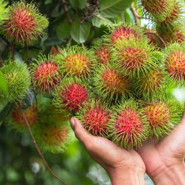 CHÔM CHÔM THƯỜNG - CHỢ LÁCH BẾN TRE
