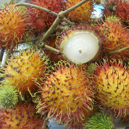CHÔM CHÔM NHÃN