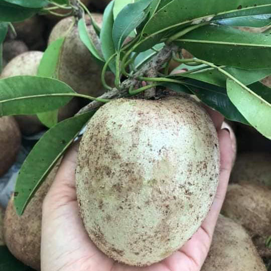 Sa pô chê