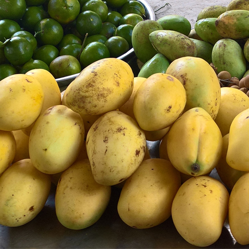XOÀI CÁT CHU - MANGO
