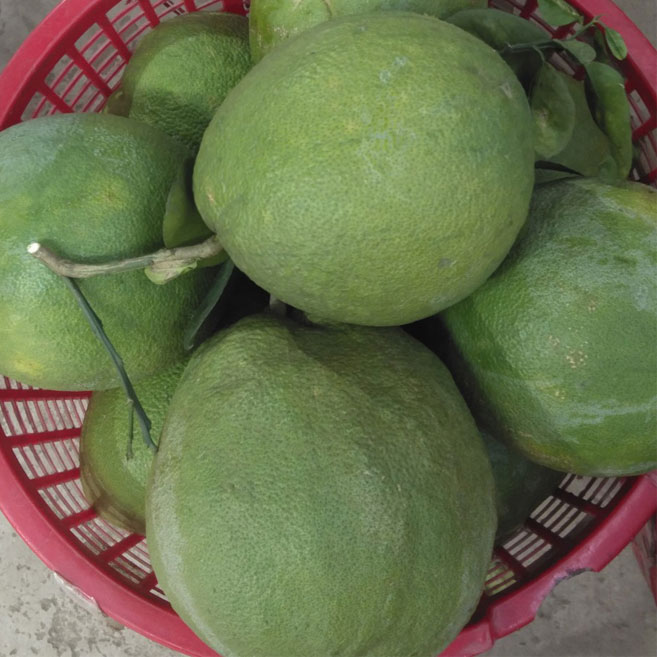 Sầu Riêng Ri6 Bến Tre