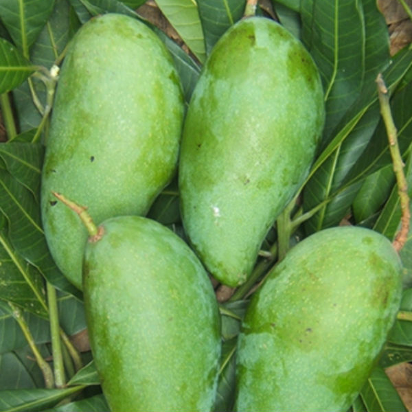 Sầu Riêng Ri6 Bến Tre